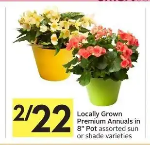 Foodland Locally grown premium annuals in 8" pot offer