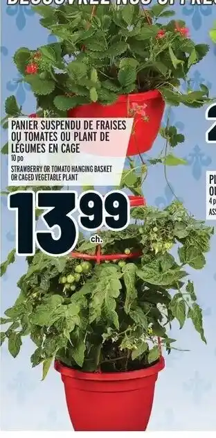Metro Panier suspendu de fraises ou tomates ou plant de légumes en cage offer