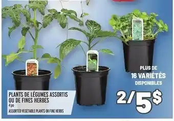 Metro Plants de légumes assortis ou de fines herbes offer