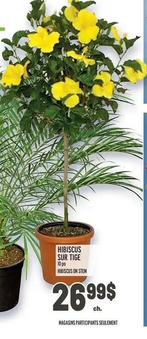 Metro Hibiscus sur tige offer
