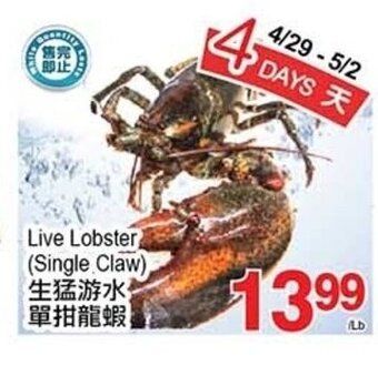 T&T Supermarket Live Lobster (Single Claw) offer