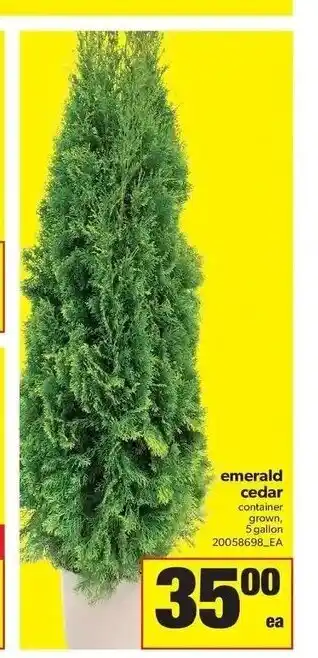 Real Canadian Superstore Emerald Cedar offer