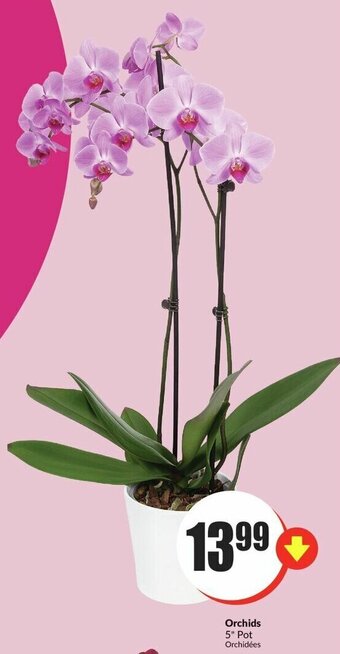 FreshCo Orchids offer