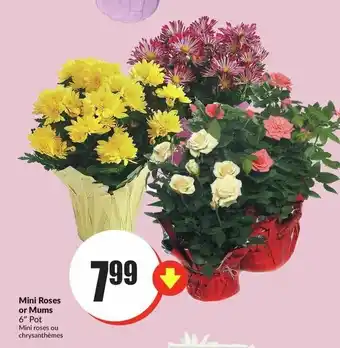 FreshCo Mini roses or mums offer