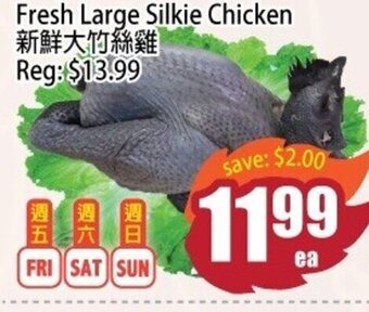 Fresh Large Silkie Chicken
