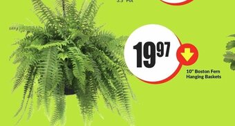 FreshCo 10 Boston Fern Hanging Baskets offer