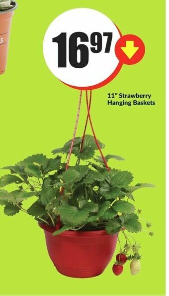 FreshCo 11 Strawberry Hanging Baskets offer