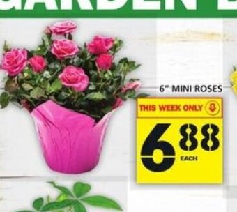 Food Basics 6 Mini Roses offer
