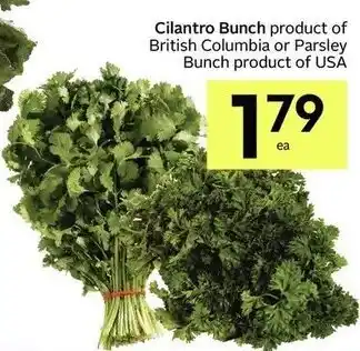 IGA Cilantro bunch offer