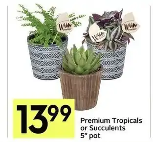 IGA Premium tropicals or succulents 5'' pot offer