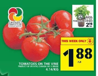 Food Basics Tomatoes on the Vine offer