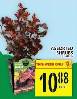 Food Basics Assorted Shrubs offer
