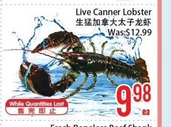 FreshLand Supermarket Live Canner Lobster offer