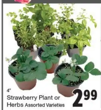 Quality Foods Strawberry Plant or Herbs offer