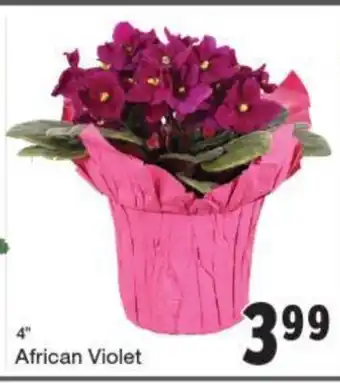 Quality Foods African Violet offer