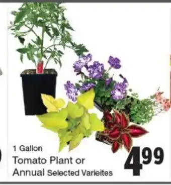 Quality Foods Tomato Plant or Annual offer