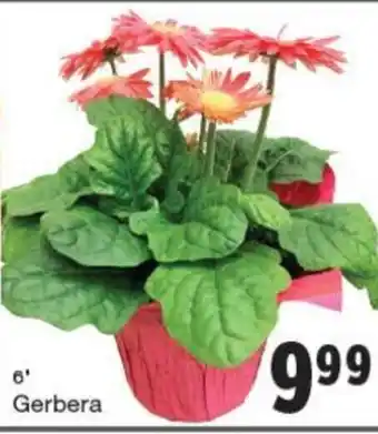 Quality Foods Gerbera offer