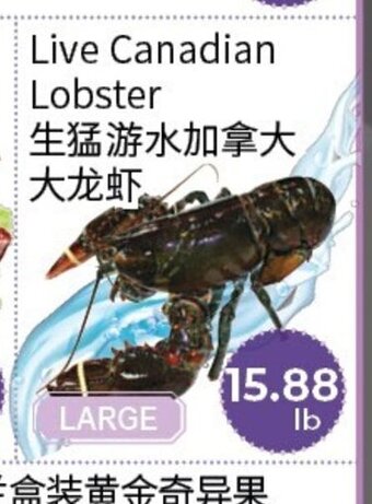 FreshWay Foodmart Live Canadian Lobster offer