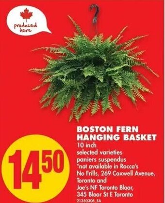 No Frills Boston fern hanging basket offer