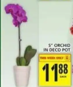 Food Basics Orchid In Deco Pot offer