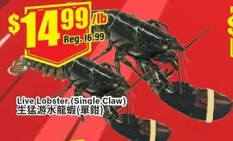 Terra Foodmart Live Lobster (Single Claw) offer