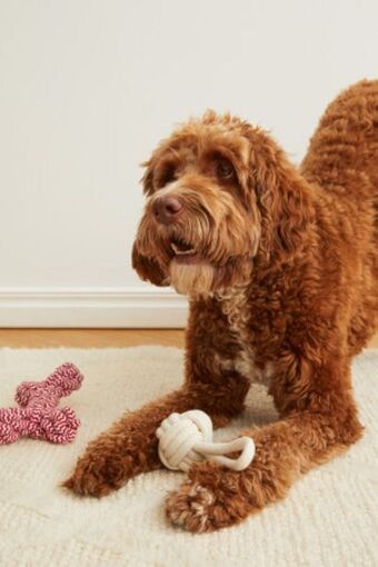 H&M 2-pack dog toys offer
