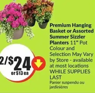 FreshCo Premium Hanging Basket or Assoerted Summer Sizzler Planters 11' offer