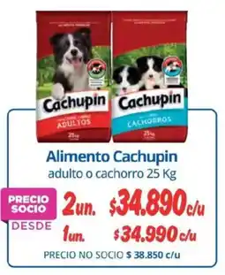 Alvi Cachupin alimento oferta