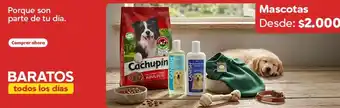 Cachupin - mascotas