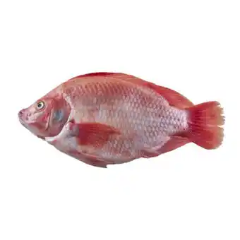 Éxito Tilapia roja smn oferta
