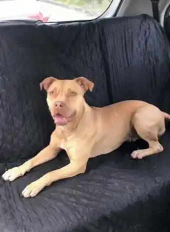 Televentas Protector silla carro para perros oferta