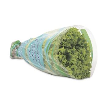 Makro Lechuga verde crespa hidroponica 180g oferta