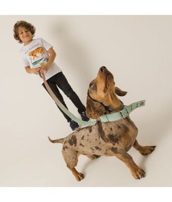 Offcorss Collar con correa para mascotas oferta