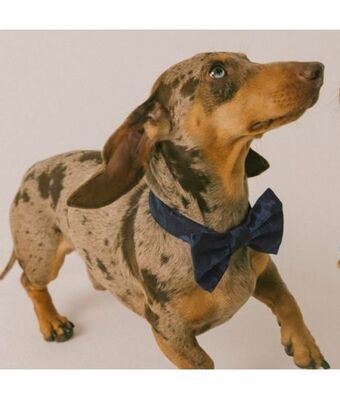 Offcorss Corbatín para mascotas oferta