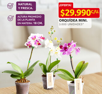 Ara ORQUÍDEA MINI. oferta