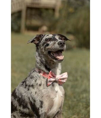 Offcorss Corbatín para mascotas oferta