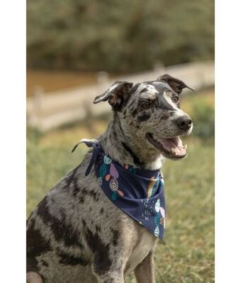 Offcorss Pañoleta para mascotas oferta