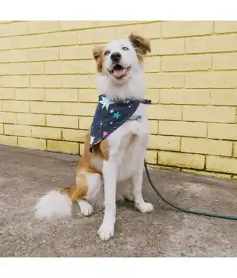 Offcorss Pañoleta para mascotas oferta