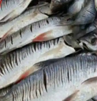Mercapava Pescado bocachico grande oferta