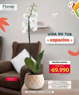 Ara Piante orquídea grande oferta