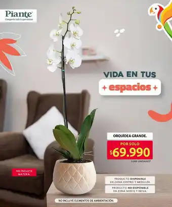 Ara Piante orquídea grande oferta