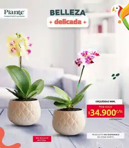 Ara Piante orquídeas mini oferta