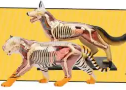Panamericana Modelos anatómicos 4D oferta