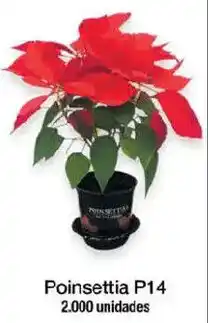 Jumbo Poinsettia p14 oferta