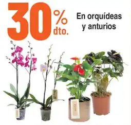 Alkosto En orquídeas dto. y anturios oferta
