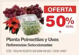 Makro Planta Poinsettias y Uvas oferta