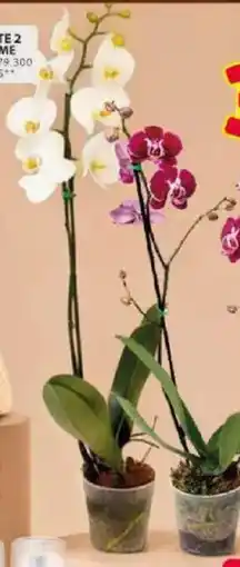 Ara Orquídea piante 2 espigas supreme oferta
