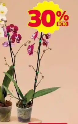 Ara Orquídea mini piante oferta