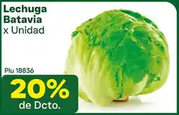 La Gran Colombia Batavia lechuga oferta