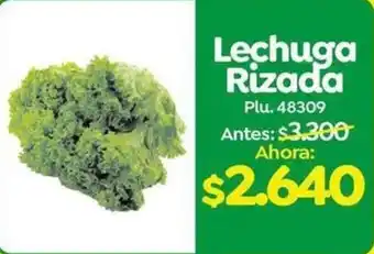 Lechuga Rizada